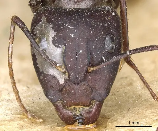 Camponotus aurocinctus - CASENT0903552