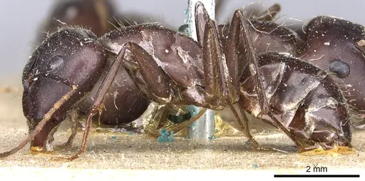 Camponotus aurocinctus - CASENT0903552