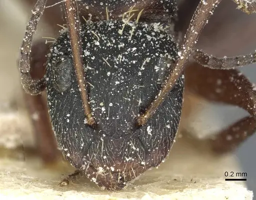 Camponotus aurofasciatus specimen