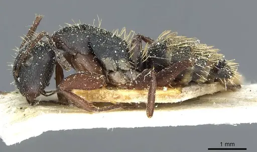 Camponotus aurofasciatus specimen