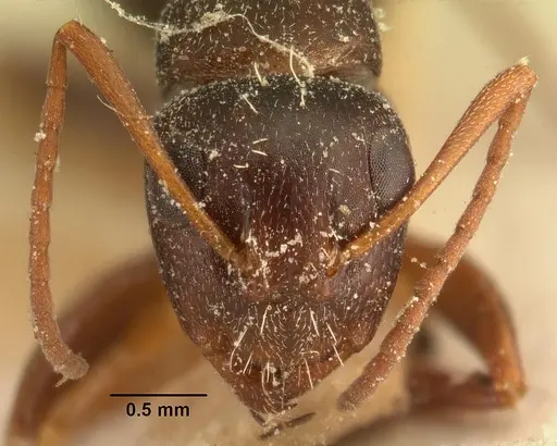 Camponotus auropubens specimen