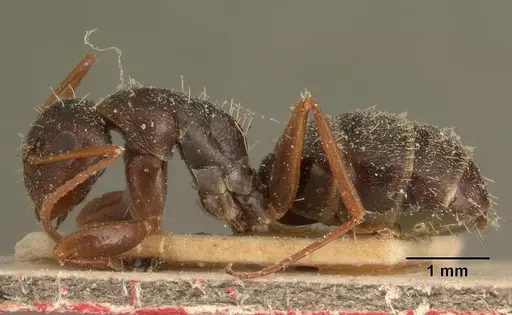 Camponotus auropubens specimen