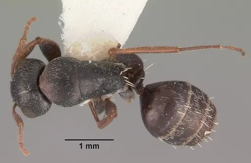 Camponotus auropubens - CASENT0102314