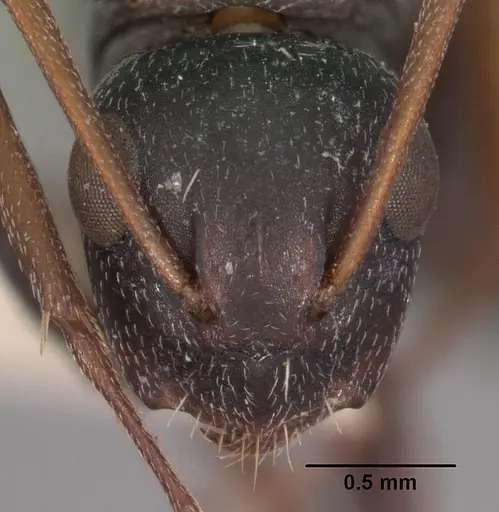 Camponotus auropubens - CASENT0102314
