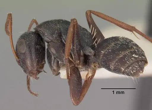 Camponotus auropubens - CASENT0102314