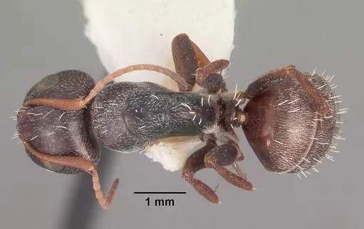 Camponotus auropubens - CASENT0102315