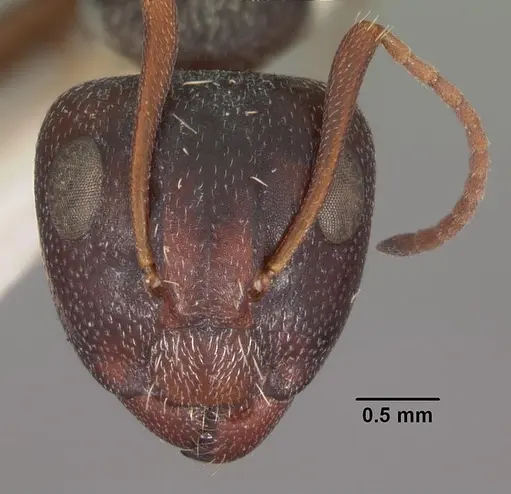 Camponotus auropubens - CASENT0102315