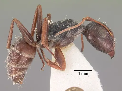 Camponotus auropubens - CASENT0102315