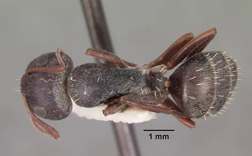 Camponotus auropubens - CASENT0102316