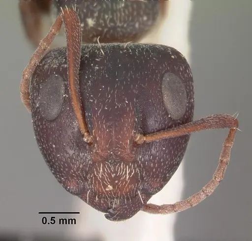 Camponotus auropubens - CASENT0102316