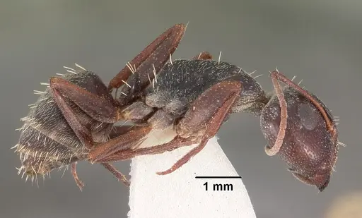 Camponotus auropubens - CASENT0102316