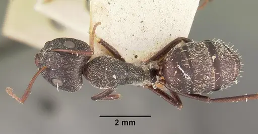 Camponotus auropubens - CASENT0102447