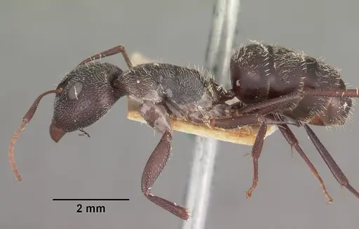 Camponotus auropubens - CASENT0102447