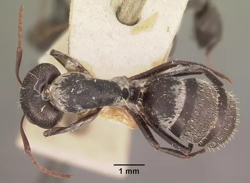 Camponotus auropubens - CASENT0102448