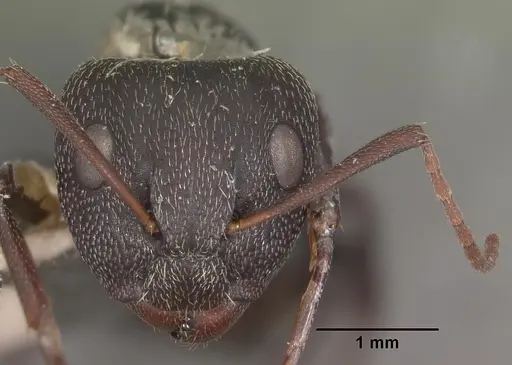 Camponotus auropubens - CASENT0102448