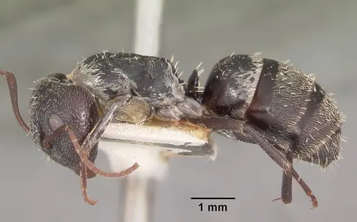 Camponotus auropubens - CASENT0102448