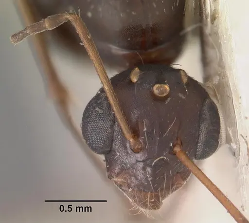 Camponotus auropubens - CASENT0102449