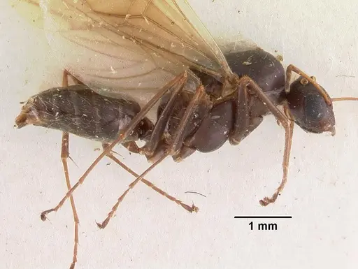 Camponotus auropubens - CASENT0102449