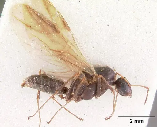 Camponotus auropubens - CASENT0102449