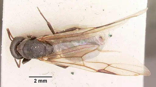 Camponotus auropubens - CASENT0102450