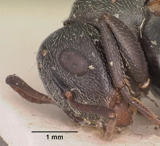 Camponotus auropubens - CASENT0102450