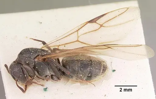 Camponotus auropubens - CASENT0102450