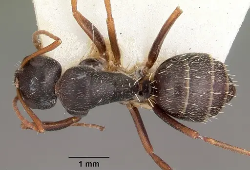 Camponotus auropubens - CASENT0104617