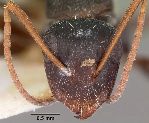 Camponotus auropubens - CASENT0104617