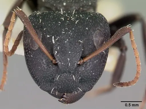 Camponotus auropubens - CASENT0104618