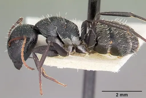 Camponotus auropubens - CASENT0104618