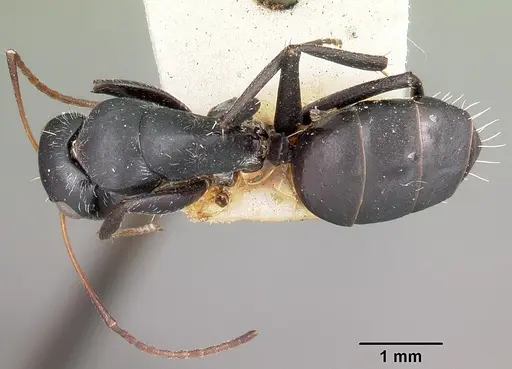 Camponotus auropubens - CASENT0104619