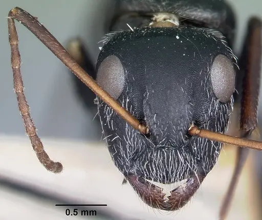 Camponotus auropubens - CASENT0104619