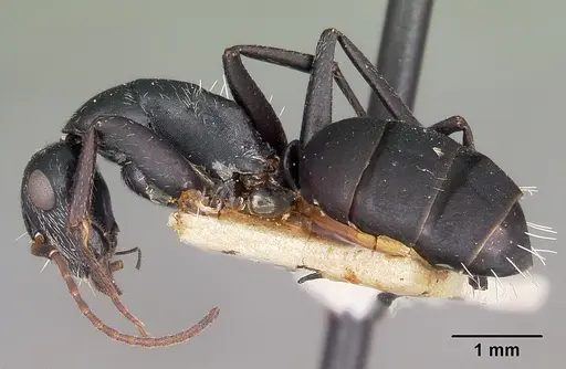 Camponotus auropubens - CASENT0104619