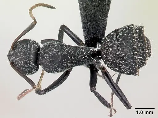 Camponotus auropubens - CASENT0133774