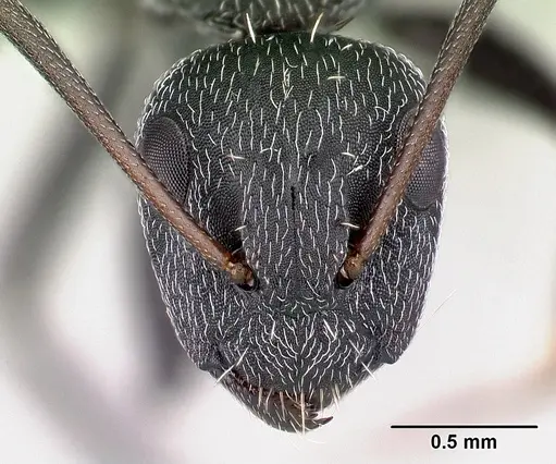 Camponotus auropubens - CASENT0133774