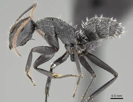 Camponotus auropubens - CASENT0133774