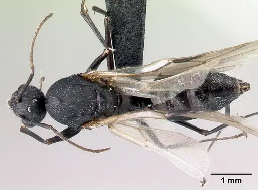 Camponotus auropubens - CASENT0133775