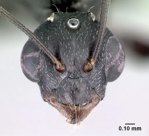 Camponotus auropubens - CASENT0133775