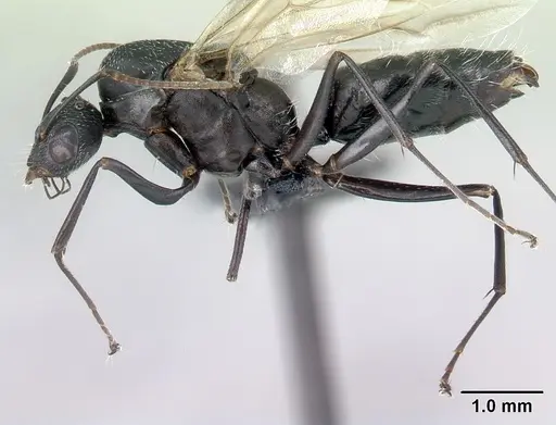 Camponotus auropubens - CASENT0133775