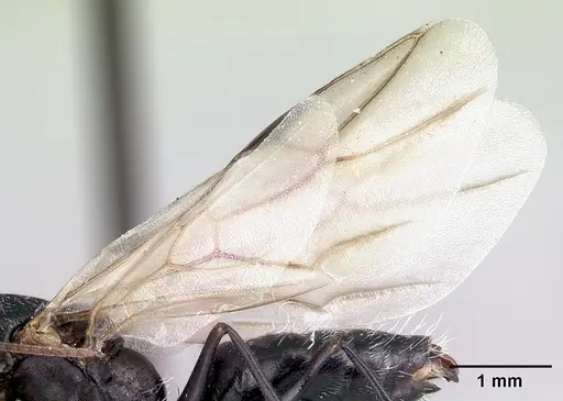 Camponotus auropubens - CASENT0133775