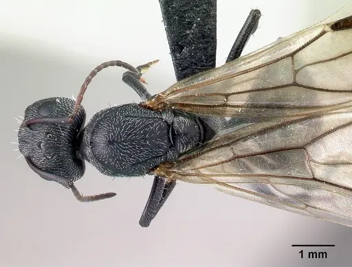 Camponotus auropubens - CASENT0133776