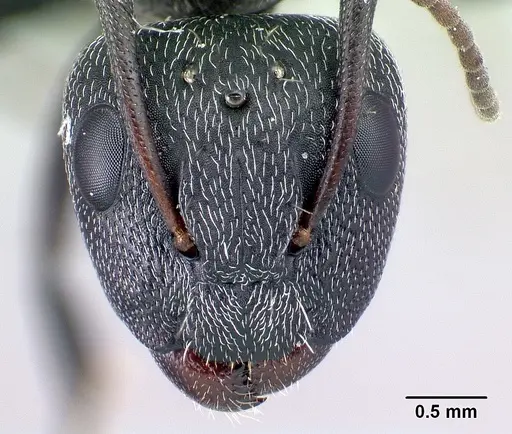 Camponotus auropubens - CASENT0133776