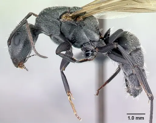 Camponotus auropubens - CASENT0133776