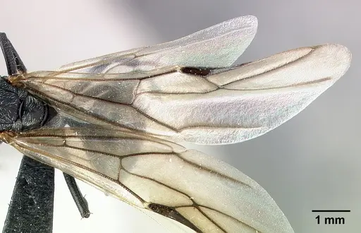 Camponotus auropubens - CASENT0133776