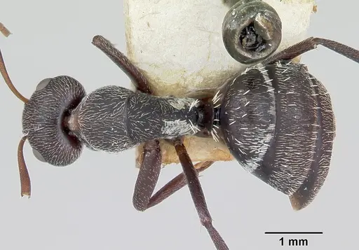 Camponotus auropubens - CASENT0172791