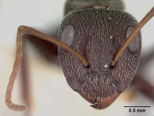 Camponotus auropubens - CASENT0172791