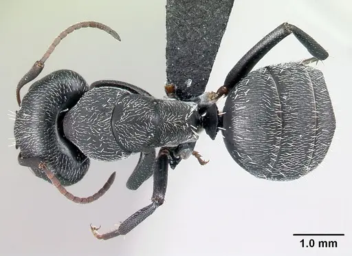Camponotus auropubens - CASENT0217287