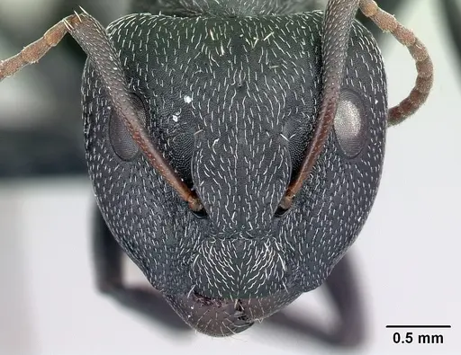 Camponotus auropubens - CASENT0217287