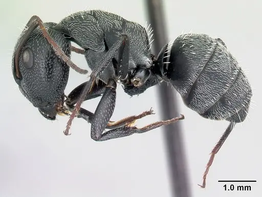 Camponotus auropubens - CASENT0217287