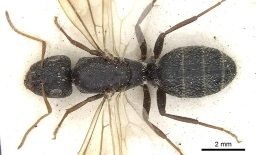 Camponotus auropubens - CASENT0903488